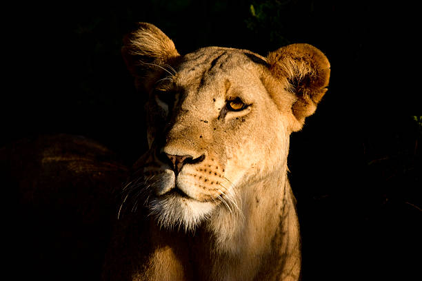 istock Lion in early morning 147693275