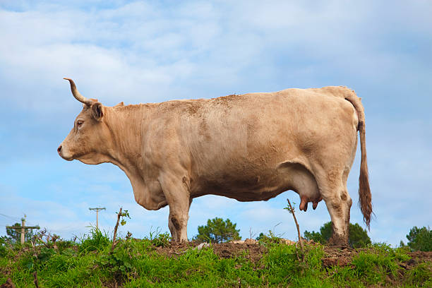 Brown cow on grass field stock photo