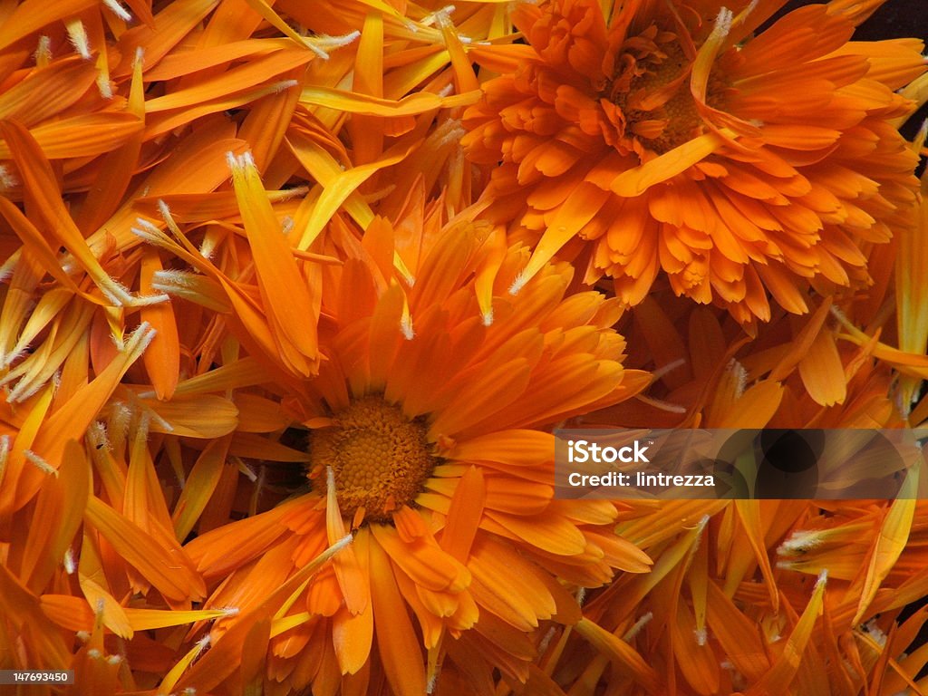 Calendula Blütenblätter - Lizenzfrei Chrysanthemum segetum Stock-Foto