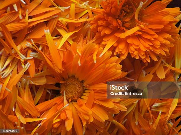 Calendula Blütenblätter Stockfoto und mehr Bilder von Chrysanthemum segetum - Chrysanthemum segetum, Blütenblatt, Blume