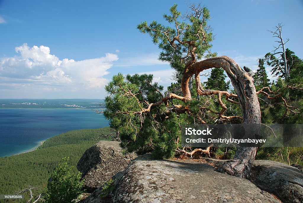 Vista del árbol de arco - Foto de stock de Aguja - Parte de planta libre de derechos