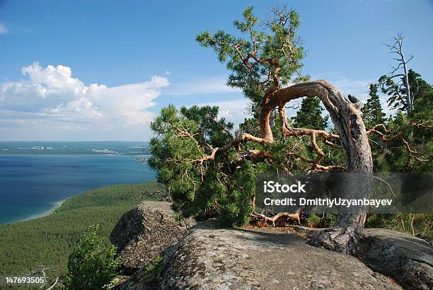 Arc Дерево View — стоковые фотографии и другие картинки Без людей - Без людей, Ветвь - часть растения, Гора