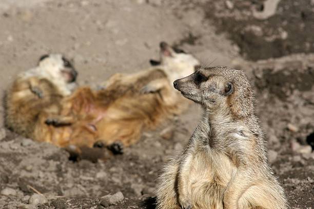 istock Profile of meerkat 147693714