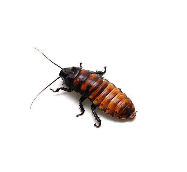 A Madagascar Hissing Cockroach.  This is a male.  They are used as pets and a lizard food source.  Also used on some Reality shows as an unwanted protein snack.
