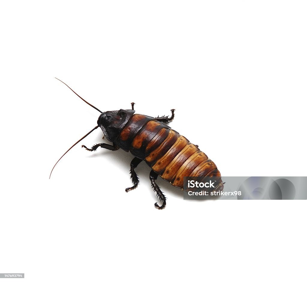 Hissing Cockroach - Zbiór zdjęć royalty-free (Madagascan Syczący Francuz)