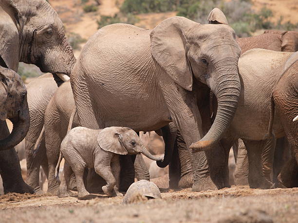 istock Baby-Elephant searching  for its mother 147693919