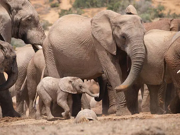 A baby-elephant is searching for its mother at a waterhole. The scene was photographed in Addo Elephant Nationalpark in South Africa. In front of the elephants is a turtle drinking water from the hole.