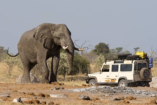 Safari car near elephant in Botswana