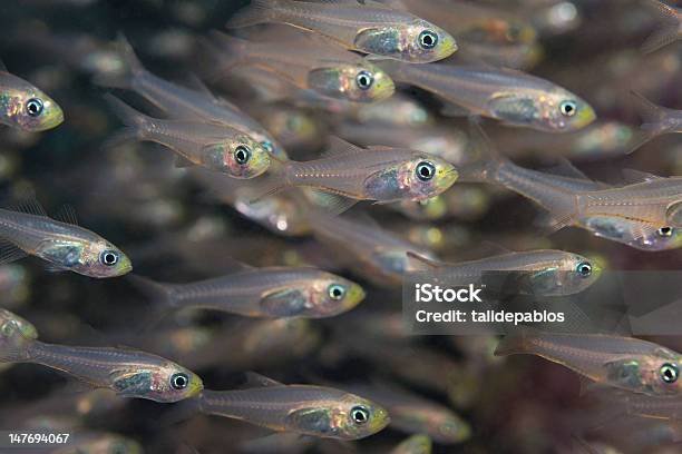 Glassfish - Fotografias de stock e mais imagens de Animal - Animal, Animal selvagem, Ao Ar Livre