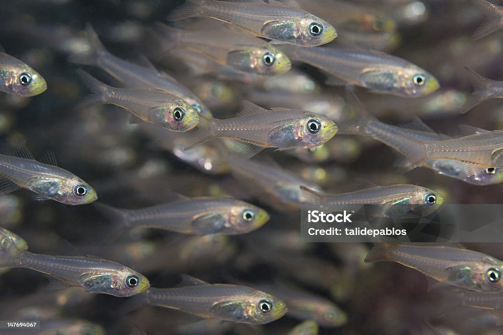 GlassFish - Стоковые фото Австралия - Австралазия роялти-фри