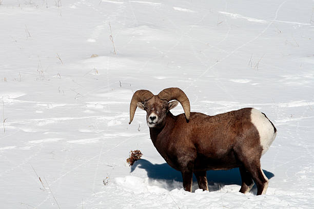 Big Horn Sheep stock photo