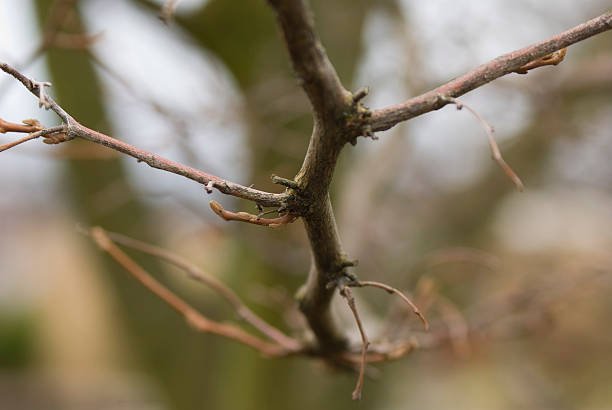 Single tree branch. stock photo