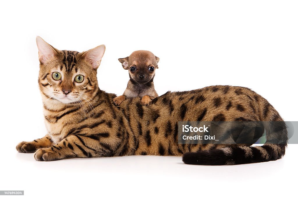 Bengal cat on white background Bengal Cat - Purebred Cat Stock Photo