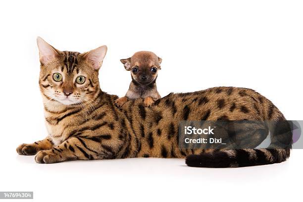 Bengal Cat On White Background Stock Photo - Download Image Now - Bengal Cat - Purebred Cat, Domestic Cat, Lying Down
