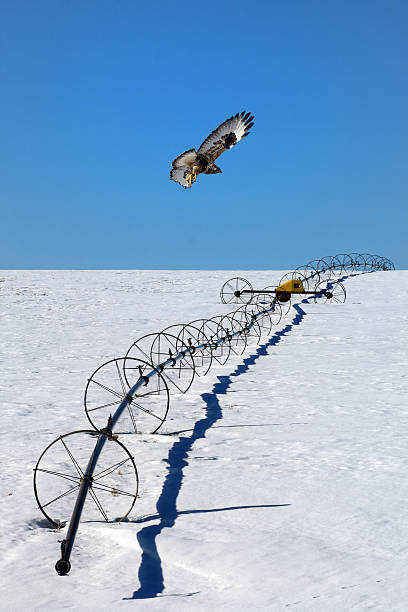 Hunting Hawk stock photo