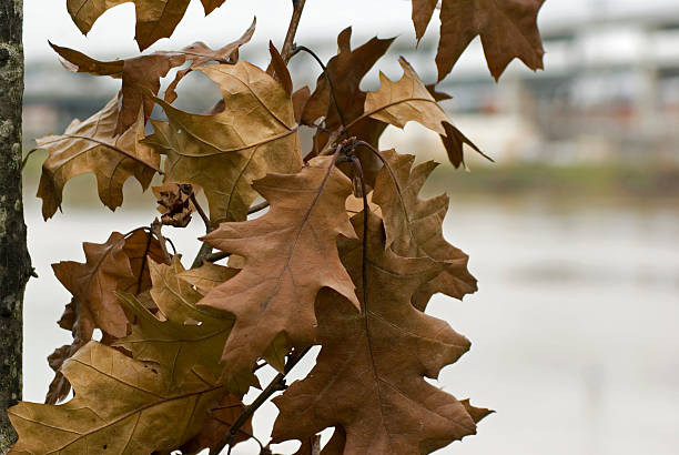 Dead leaves on a branch. stock photo