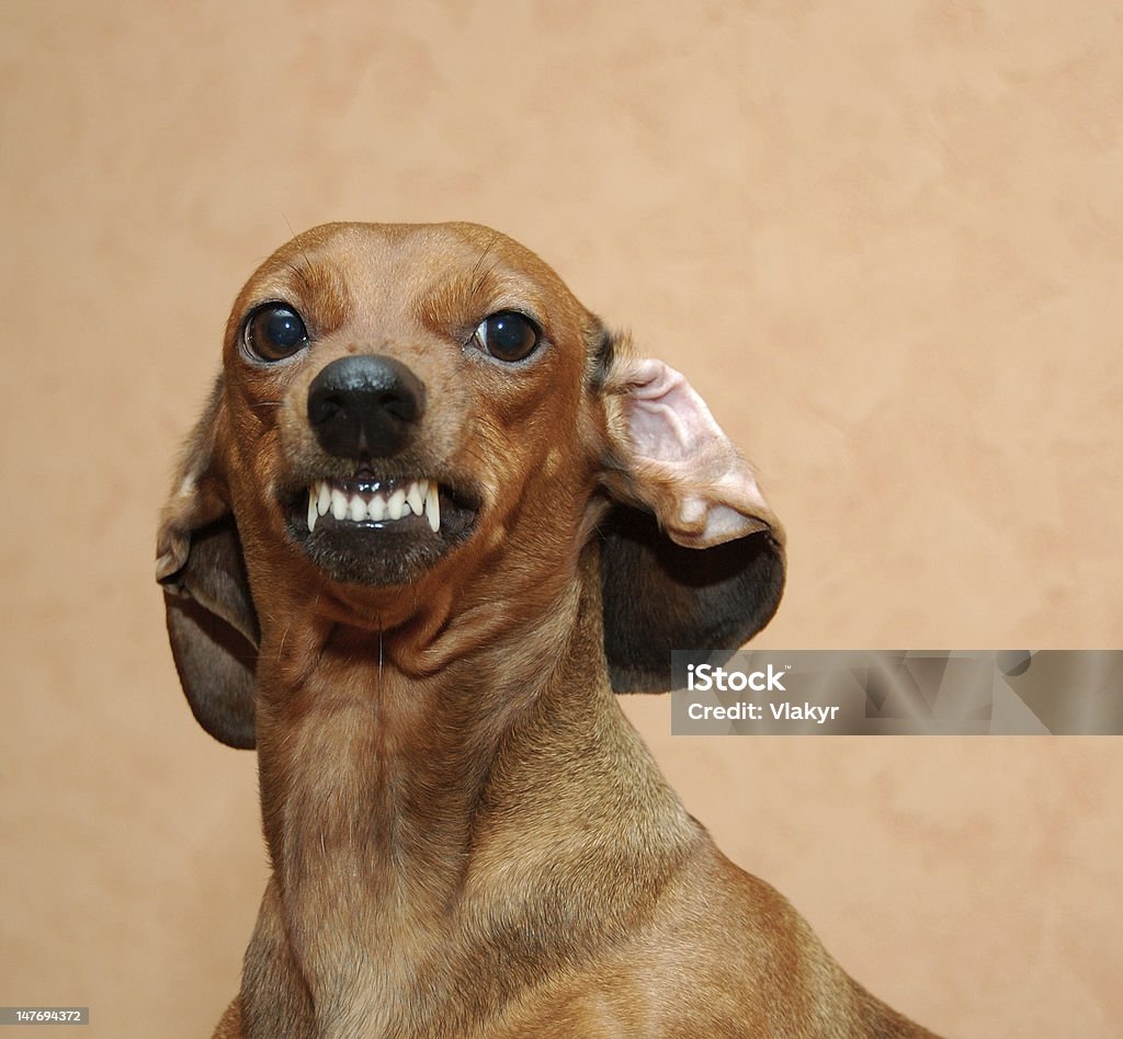 Badger dog Cute badger dog is angry or just smiling Dog Stock Photo