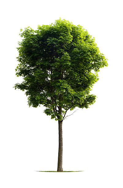 istock An isolated green leafed maple tree with a skinny trunk 147694932