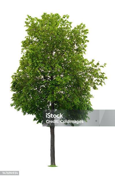 Linden Árvore - Fotografias de stock e mais imagens de Branco - Branco, Cor verde, Crescimento