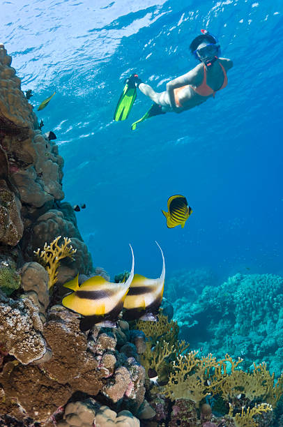 istock Snorkeling with butterflies 147695109