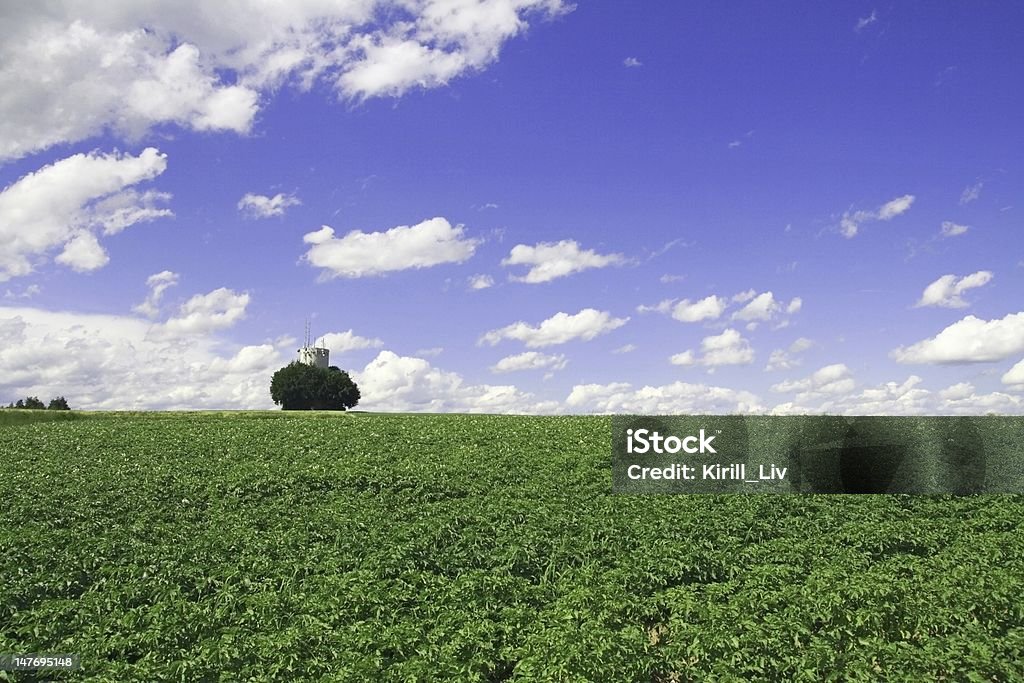 Tower en el campo de tomate - Foto de stock de Agricultura libre de derechos