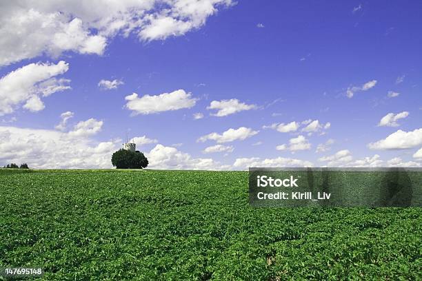 Tower En El Campo De Tomate Foto de stock y más banco de imágenes de Agricultura - Agricultura, Aire libre, Ajardinado