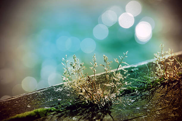 Grass and Bokeh stock photo