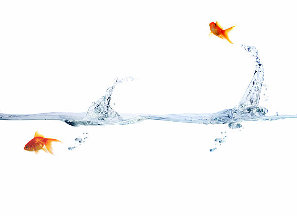 istock Goldfish leaping out of water 147695206