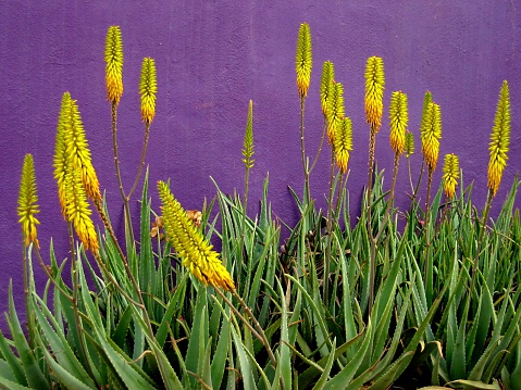 Blooming Aloe against purple wall
