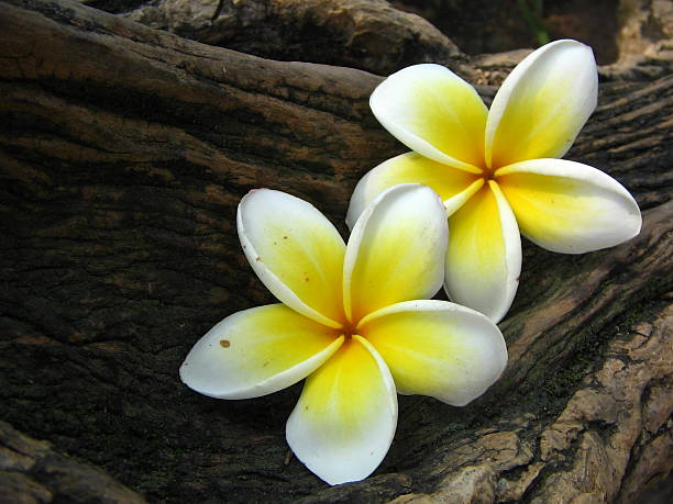 Plumeria stock photo