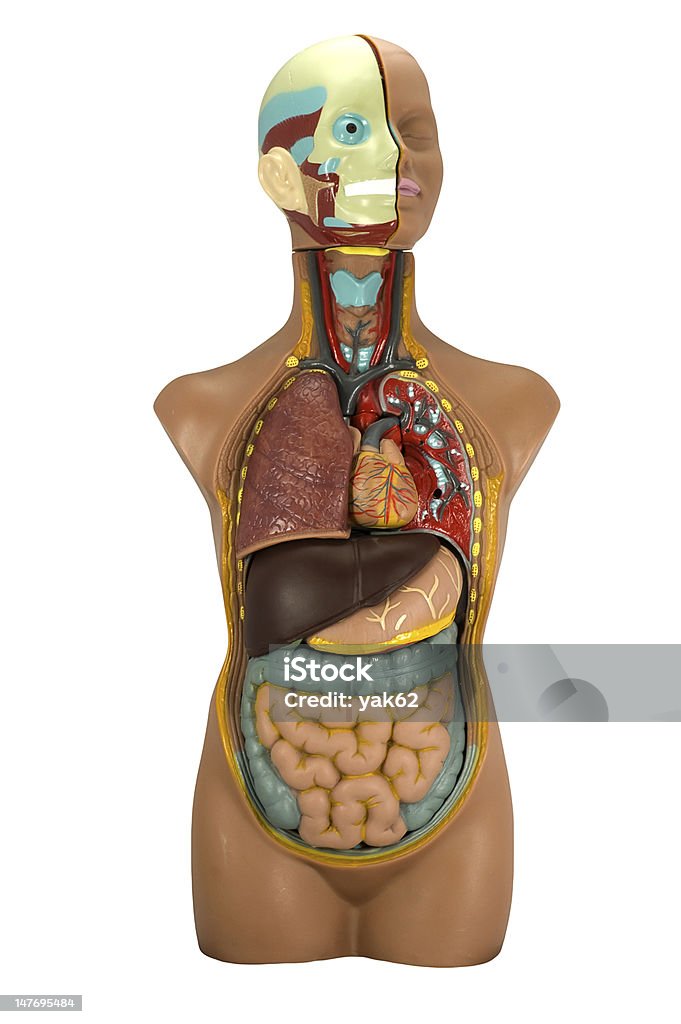 人体モデルを白で分離 - 医学模型のロイヤリティフリーストックフォト