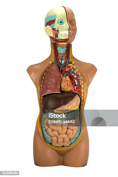 人体モデルを白で分離 - 医学模型のストックフォトや画像を多数ご用意 - 医学模型, 胴体, ヒトの内臓