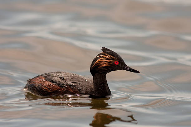 Eared Grebe stock photo