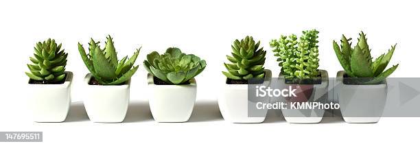 Plant Collection Stock Photo - Download Image Now - Succulent Plant, White Background, Cut Out