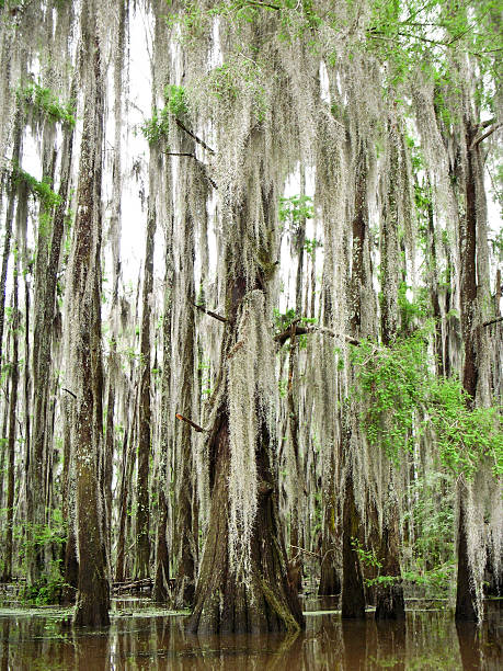 árvores de cipreste no caddo lake - lago caddo - fotografias e filmes do acervo