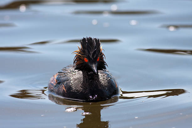 Eared Grebe Image Four stock photo