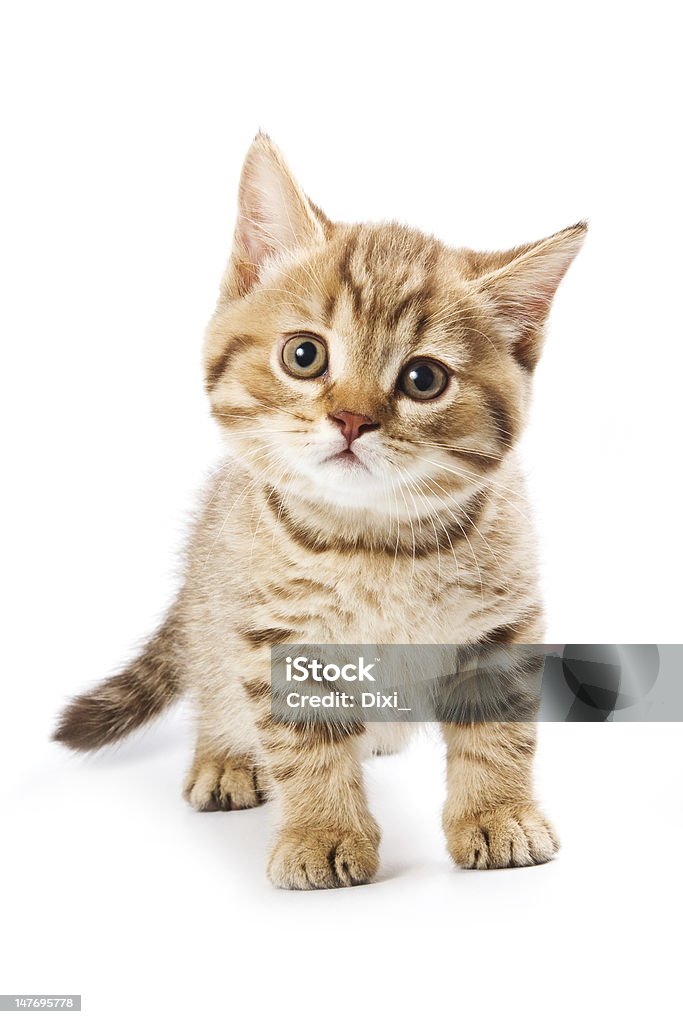 British kitten on white background Kitten Stock Photo