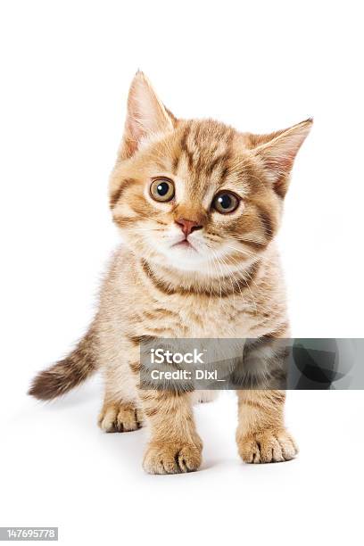 British Kitten On White Background Stock Photo - Download Image Now - Kitten, White Background, Cute