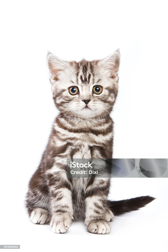 British gattino su sfondo bianco - Foto stock royalty-free di Animale