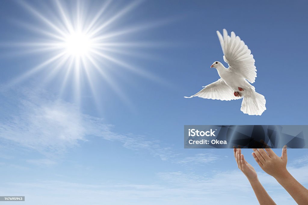 freedom pair of hands releasing a white dove Dove - Bird Stock Photo