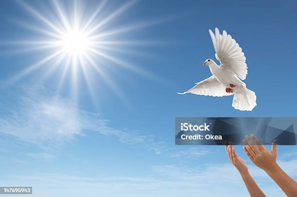 Freedom Stock Photo - Download Image Now - Dove - Bird, Pigeon, Releasing