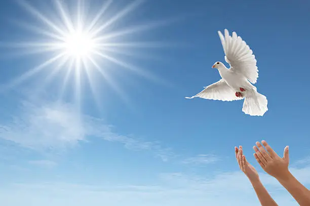 pair of hands releasing a white dove