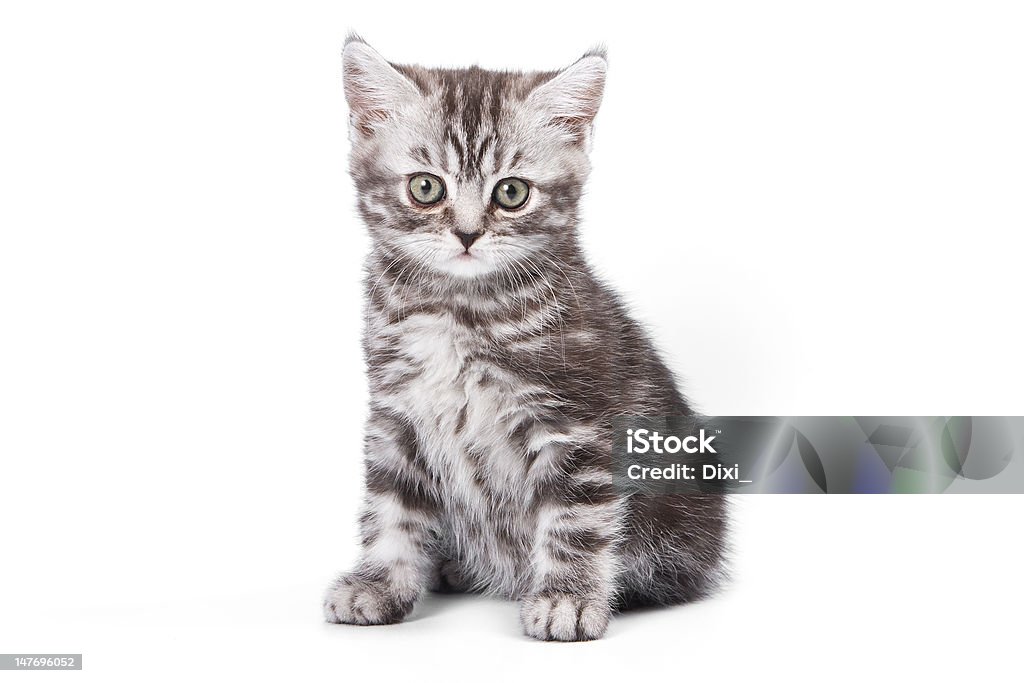 British um gatinho no fundo branco - Foto de stock de Felino royalty-free