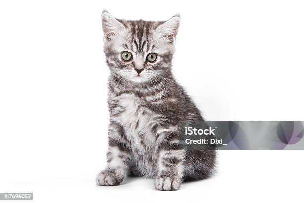 Foto de British Um Gatinho No Fundo Branco e mais fotos de stock de Felino - Felino, Gato doméstico, Americano de Pelo Curto