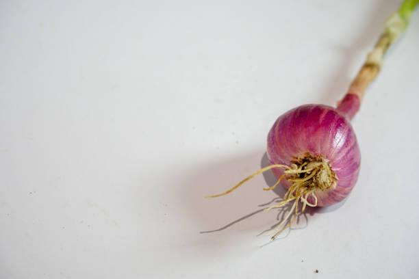Vegetables: Spanish Onion  Isolated on White Background. Studio shot.