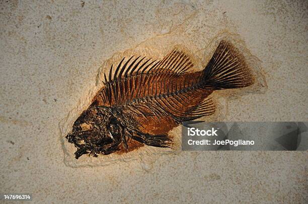 Pescado Fósil Foto de stock y más banco de imágenes de Aleta - Parte del cuerpo animal - Aleta - Parte del cuerpo animal, Aleta de cola - Parte del cuerpo animal, Animal