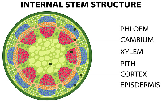 Internal structure of stem diagram illustration