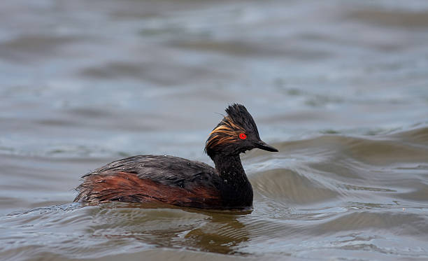 Summer Duck stock photo