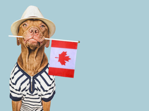 istock Charming, lovable brown puppy and Canadian flag 1476963814