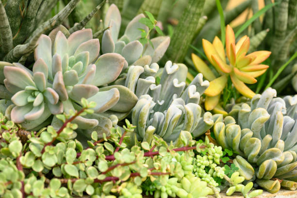 istock Various succulent plant, decoration houseplant 1476964579
